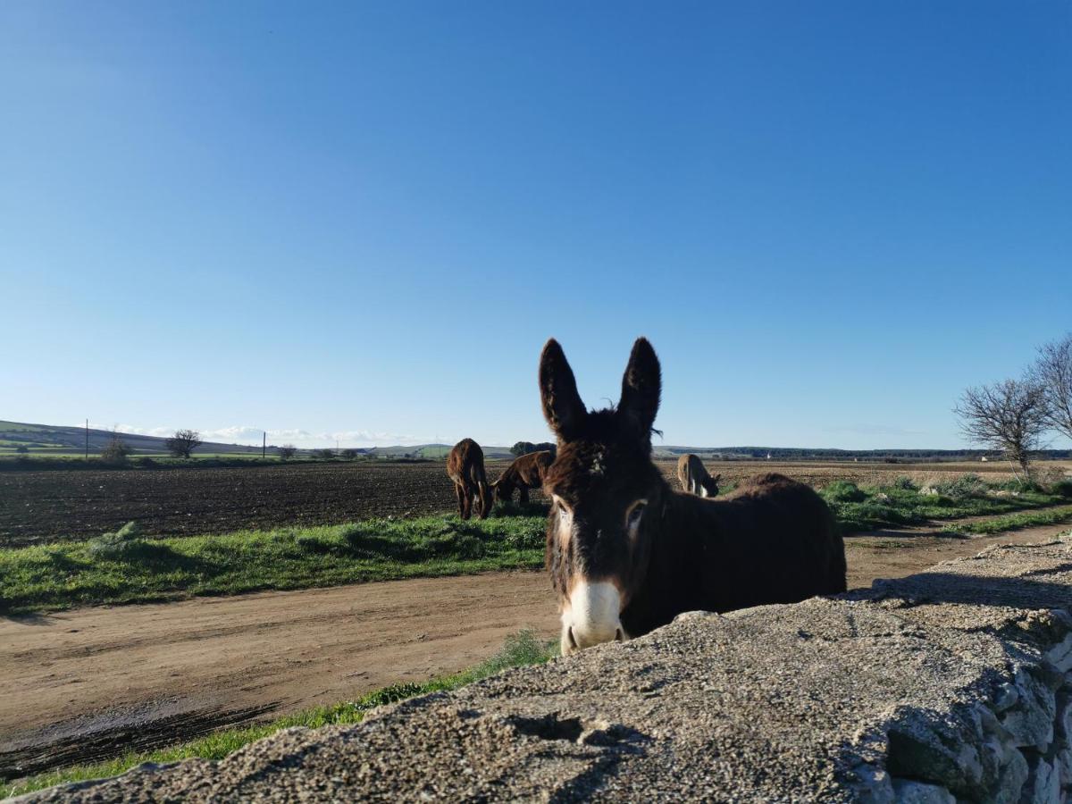 Masseria Tarantini กาสเตล เดล มอนเต ภายนอก รูปภาพ